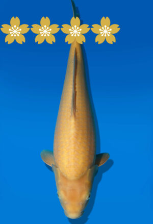 Koi Auktion Dainichi Karashigoi JumboTosai YellowMonkey - 43cm NN01-1794