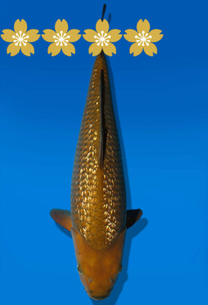 Koi Auktion Dainichi GinrinChagoi JumboTosai BrownMonkey - 42cm NN01-1796
