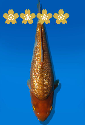 Koi Auktion Dainichi GinrinChagoi JumboTosai BrownMonkey - 39cm NN01-1795