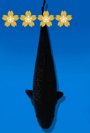 Koi Auktion Dainichi BlackDiamond JumboTosai BlackZeus - 40cm NN01-1808