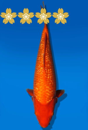 Koi Auktion Dainichi GinrinBenigoi JumboTosai XGinrinKohaku - 37cm NN01-1797