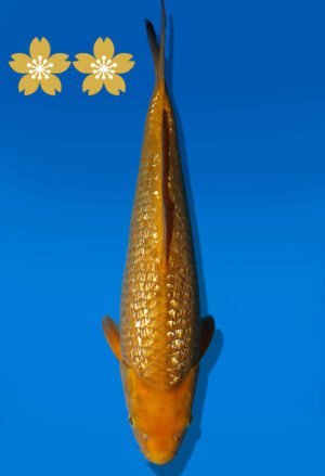 Koi Auktion Dainichi GinrinChagoi JumboTosai BrownMonkey - 40cm NN02-1798