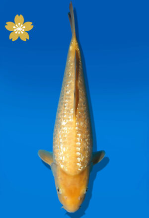 Koi Auktion Dainichi GinrinKarashigoi JumboTosai YellowMonkey - 35cm NN02-1799