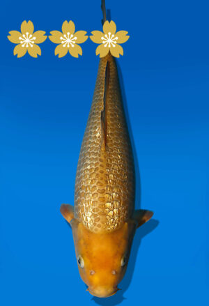 Koi Auktion Dainichi GinrinChagoi JumboTosai BrownMonkey - 39cm NN02-1813
