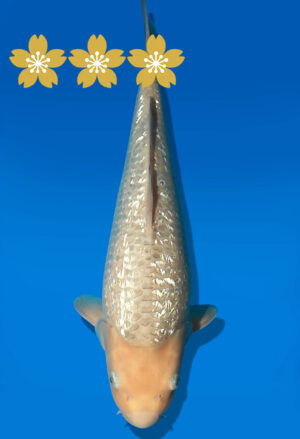 Koi Auktion Dainichi Soragoi JumboTosai SoraXGinrinSora - 40cm NN02-1802
