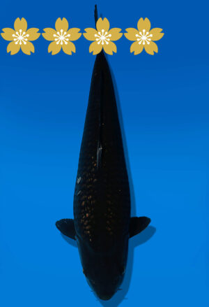 Koi Auktion Dainichi BlackDiamond JumboTosai BlackZeus - 42cm NN02-1801