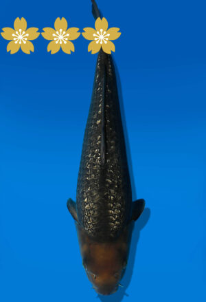 Koi Auktion Dainichi GinrinChagoi JumboTosai BrownMonkey - 38cm NN02-1814