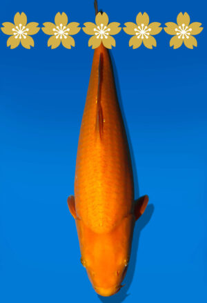 Koi Auktion Dainichi Karashigoi JumboTosai YellowMonkey - 45cm NN02-1815