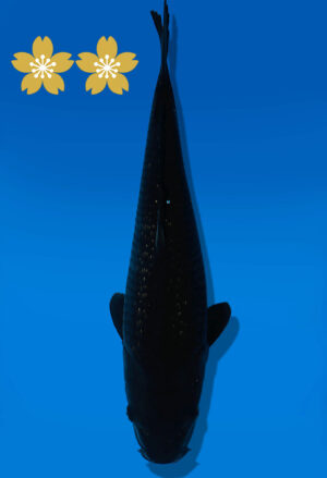 Koi Auktion Dainichi BlackDiamond JumboTosai BlackZeus - 37cm NN02-1816