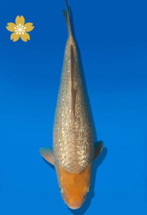 Koi Auktion Dainichi Soragoi JumboTosai GinrinSoraSora - 36cm NN02-1817