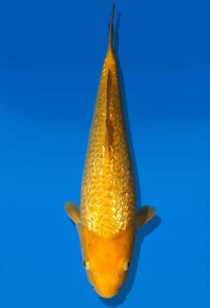 Koi Auktion Dainichi Karashigoi JumboTosai YellowMonkey - 33cm NN02-1818