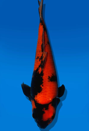 Koi Auktion Shinoda HiUtsuri JumboTosai Shinoda - 34cm NN01-1840