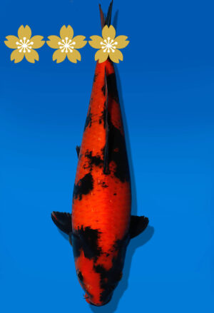 Koi Auktion Shinoda HiUtsuri JumboTosai Shinoda - 38cm NN01-1841