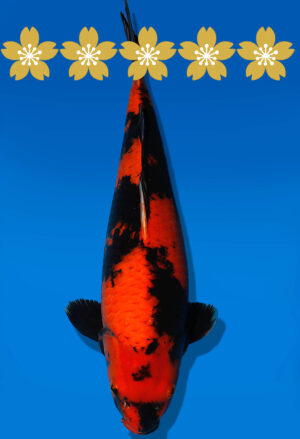 Koi Auktion Shinoda HiUtsuri JumboTosai Shinoda - 44cm NN01-1842
