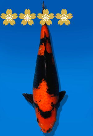 Koi Auktion Shinoda HiUtsuri JumboTosai Shinoda - 42cm NN01-1843