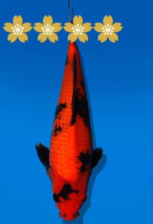 Koi Auktion Shinoda HiUtsuri JumboTosai Shinoda - 43cm NN02-1844