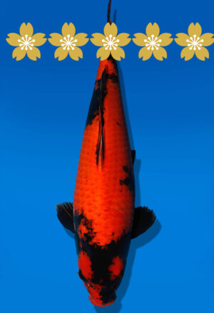 Koi Auktion Shinoda HiUtsuri JumboTosai Shinoda - 46cm NN02-1845