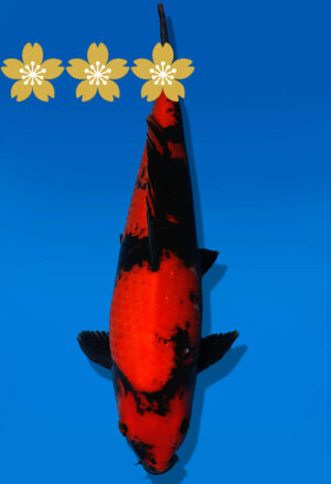 Koi Auktion Dainichi GinrinShowa JumboTosai XGinrinShowa - 39cm NN02-1846