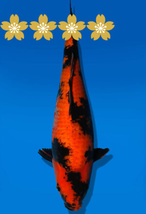 Koi Auktion Shinoda Showa JumboTosai Shinoda - 42cm NN02-1847
