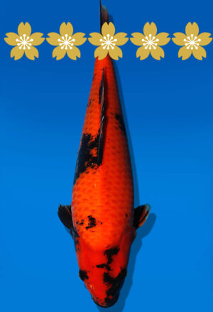 Koi Auktion Shinoda HiUtsuri JumboTosai Shinoda - 46cm NN03-1848