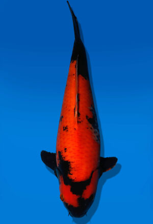 Koi Auktion Shinoda HiUtsuri JumboTosai Shinoda - 38cm NN03-1849
