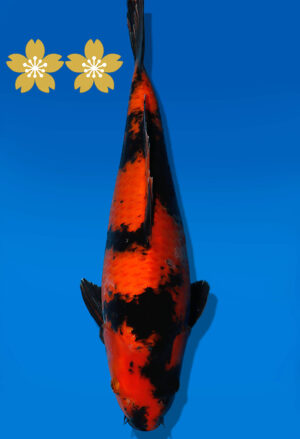 Koi Auktion Shinoda HiUtsuri JumboTosai Shinoda - 37cm NN03-1850