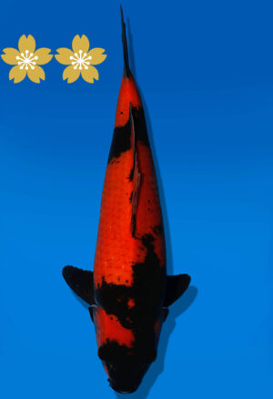 Koi Auktion Shinoda HiUtsuri JumboTosai Shinoda - 38cm NN03-1851