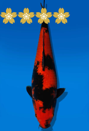 Koi Auktion Dainichi HiUtsuri JumboTosai Shinoda - 42cm NN03-1852