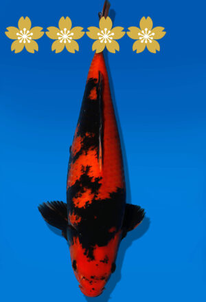 Koi Auktion Shinoda HiUtsuri JumboTosai Shinoda - 41cm NN03-1853