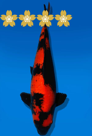 Koi Auktion Shinoda HiUtsuri JumboTosai Shinoda - 41cm NN03-1854