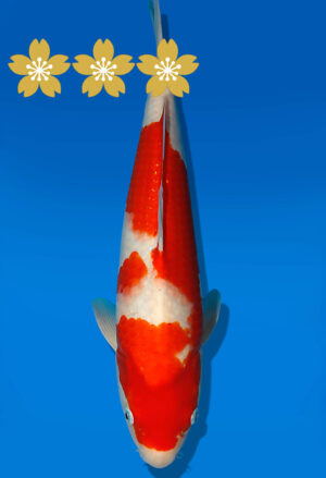 Koi Auktion Dainichi Kohaku JumboTosai WhiteDragon - 37cm NN01-1855