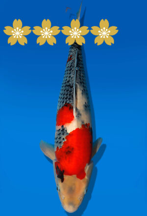 Koi Auktion Dainichi Showa JumboTosai MonaLisa - 47cm NN01-1856