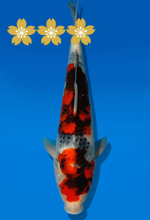 Koi Auktion Dainichi Showa JumboTosai NewMonroe - 39cm NN01-1857