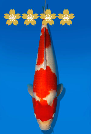 Koi Auktion Dainichi Kohaku JumboTosai WhiteDragon - 45cm NN01-1858