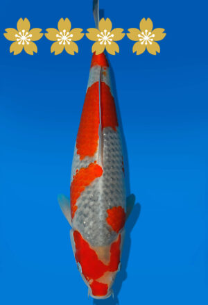 Koi Auktion Kanno Goshiki JumboTosai Kanno - 40cm NN01-1873