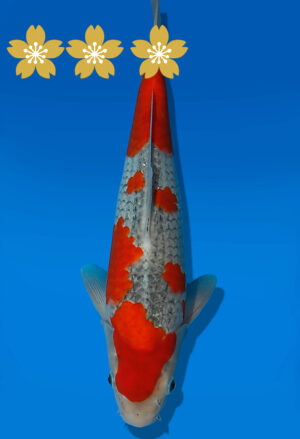 Koi Auktion Kanno Goshiki JumboTosai Kanno - 30cm NN01-1859