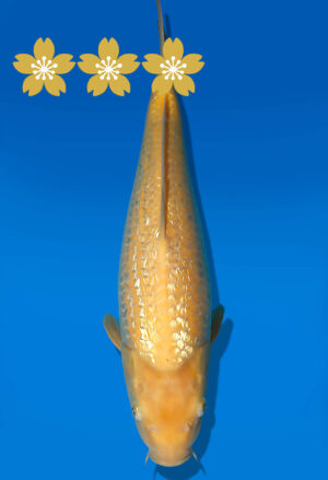 Koi Auktion Dainichi GinrinKarashigoi JumboTosai YellowMonkey - 38cm NN01-1860
