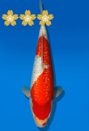 Koi Auktion Dainichi GinrinKohaku JumboTosai XGinrinKohaku - 33cm NN02-1861