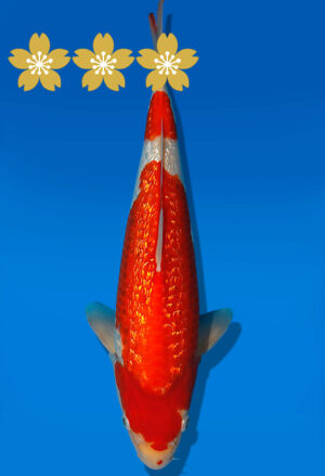 Koi Auktion Dainichi GinrinKohaku JumboTosai XGinrinKohaku - 36cm NN02-1862