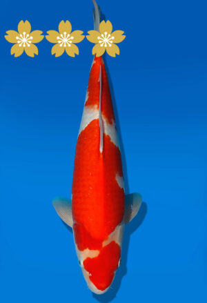 Koi Auktion Dainichi Kohaku JumboTosai WhiteDragon - 41cm NN02-1863