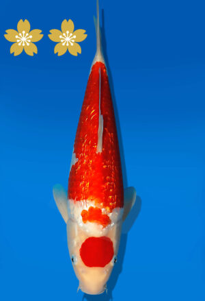 Koi Auktion Dainichi GinrinKohaku JumboTosai XGinrinKohaku - 32cm NN02-1864