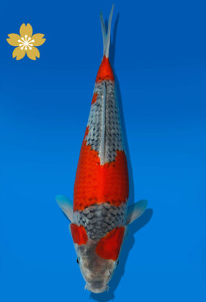 Koi Auktion Dainichi Goshiki JumboTosai Kanno - 32cm NN02-1874