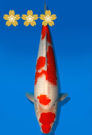 Koi Auktion Dainichi Sanke JumboTosai MSankeJr. - 46cm NN02-1866