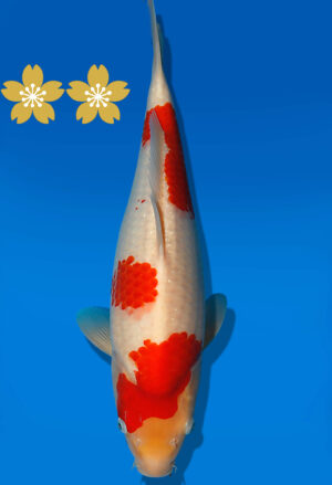Koi Auktion Dainichi Kohaku JumboTosai WhiteDragon - 44cm NN02-1865