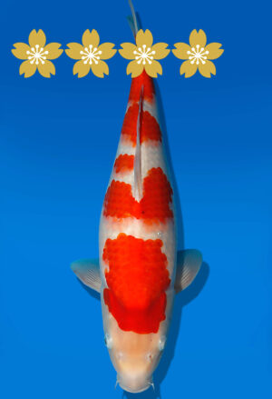 Koi Auktion Dainichi Kohaku JumboTosai RedTiger - 44cm NN02-1875