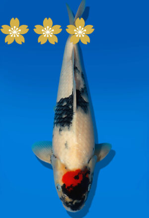 Koi Auktion Dainichi Showa JumboTosai NewMonroe - 35cm NN02-1867