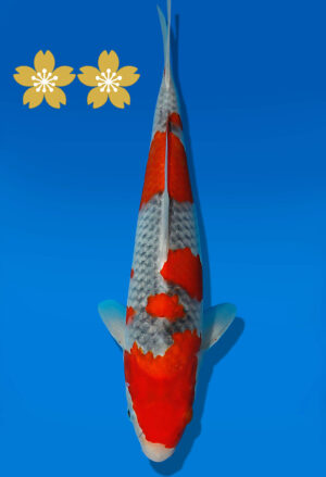 Koi Auktion Dainichi Goshiki JumboTosai Kanno - 30cm NN02-1876