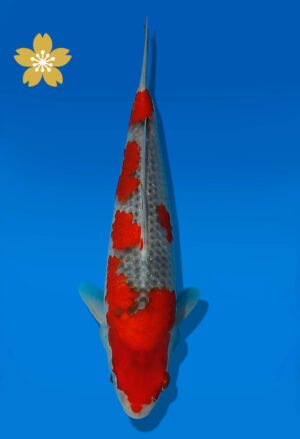 Koi Auktion Kanno Goshiki JumboTosai Kanno - 27cm NN02-1868