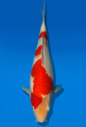Koi Auktion Kanno Goshiki JumboTosai Kanno - 37cm NN02-1869