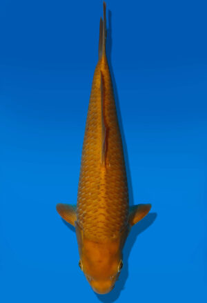 Koi Auktion Dainichi Chagoi JumboTosai BrownMonkey - 32cm NN03-1870